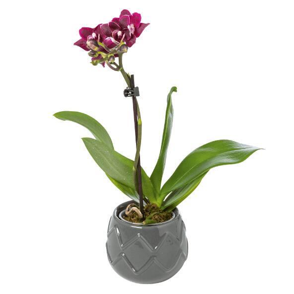 Orchidee, Bromelie oder Aronstab