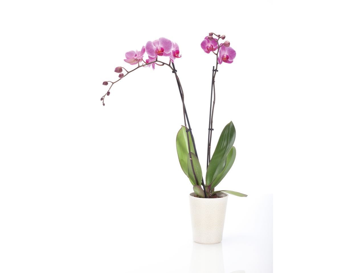 Orchidee Phalaenopsis in Keramiktopf