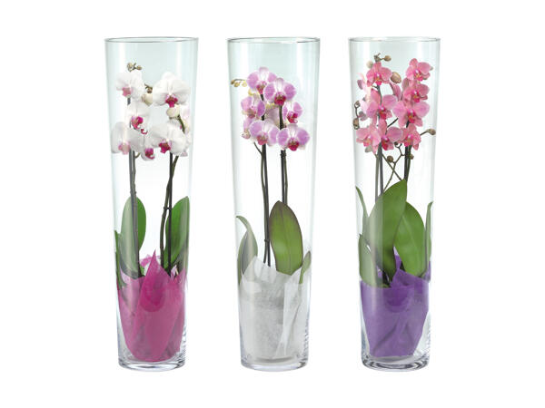 Phalaenopsis 2 tiges dans un vase en verre