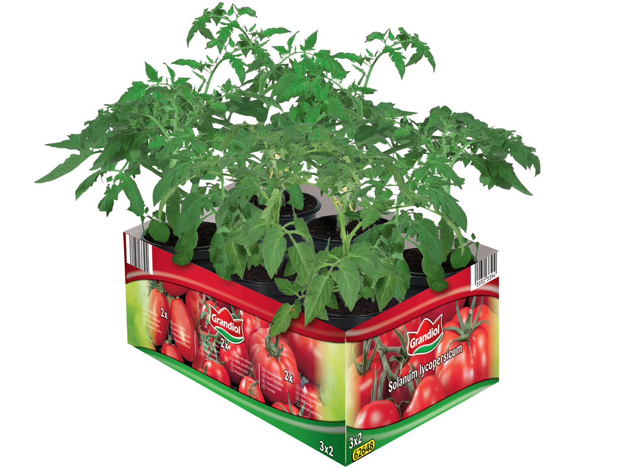 Tomatenpflanzenmix 6er Tray