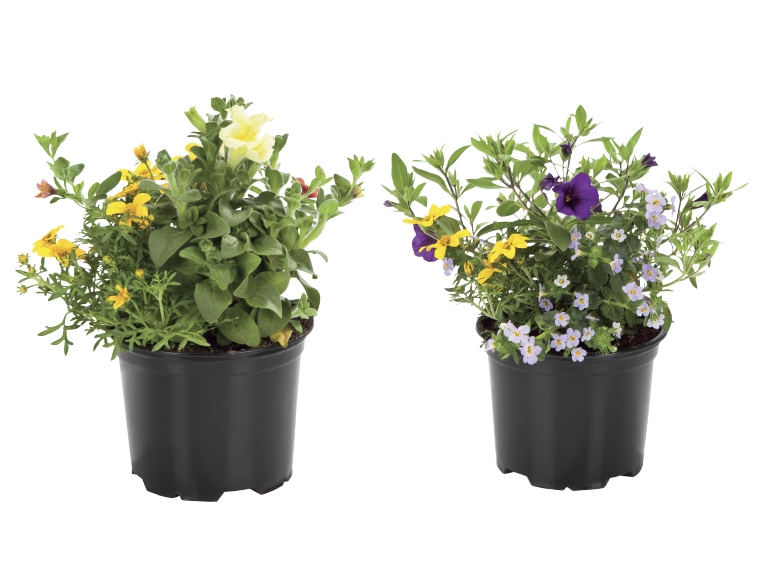 Flowering Plant Trio