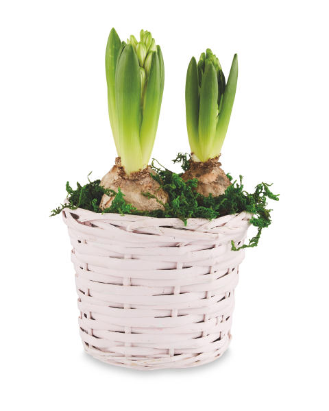 Indoor Hyacinth Willow Basket