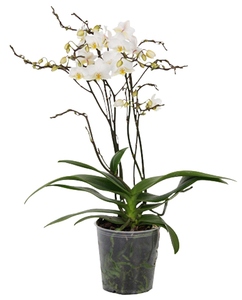 Phalaenopsis Multiflora