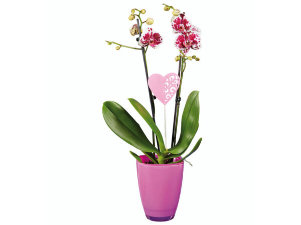 Phalaenopsis em vaso