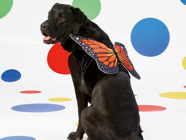 Disfraz para perro mariposa