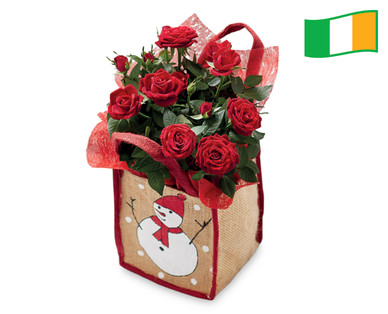 Pot Rose in Gift Bag