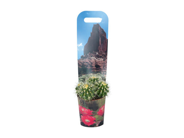 Cactus or Succulent