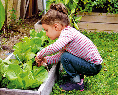 Gemüsepflanzen und Kräuter für Kinder