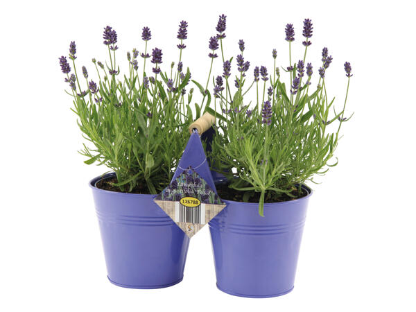 Lavender in Duo Pot