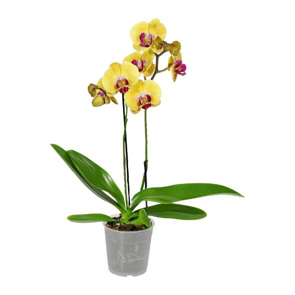 GARDENLINE(R) 				Orchidée phalaenopsis 2 tiges