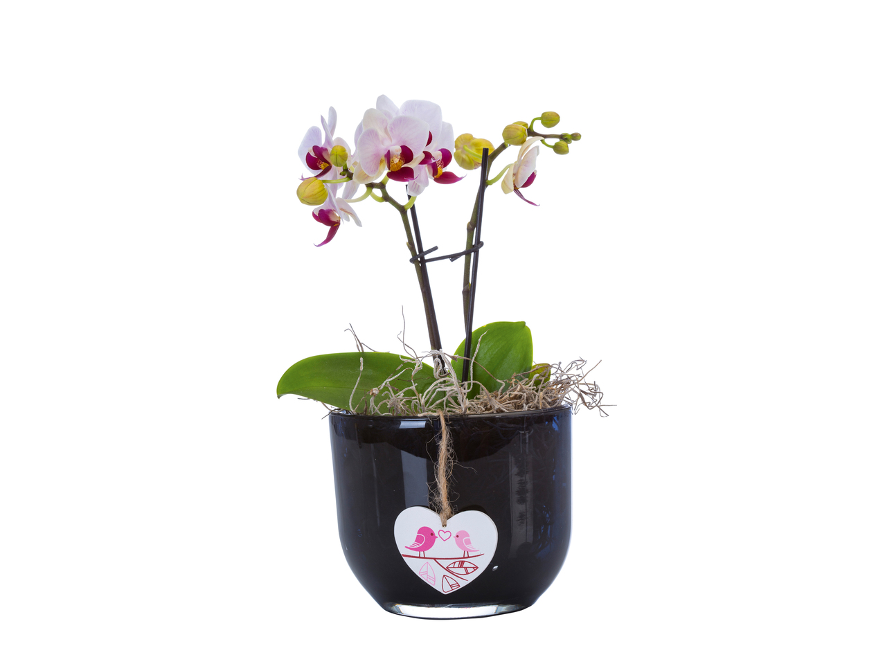 Orchidée dans un pot en verre