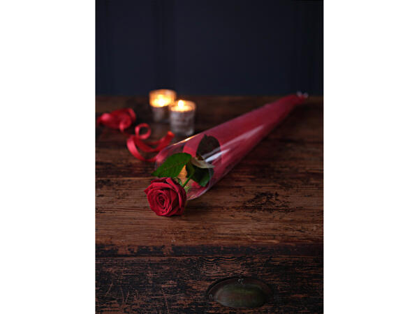 Deluxe Single Red Rose