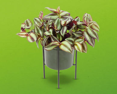 Grünpflanze „Modern Style"