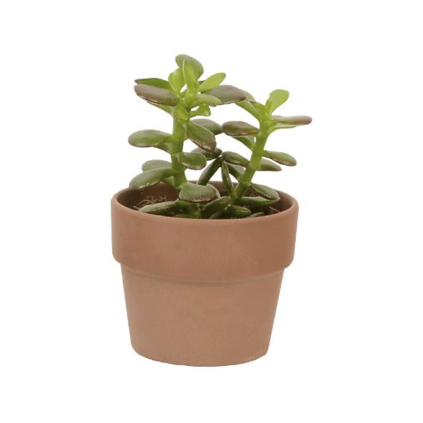 Mini-succulent