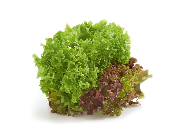 Multicolor-Salat