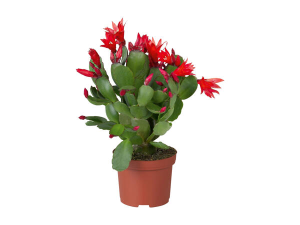 "Schlumbergera" Christmas Cactus