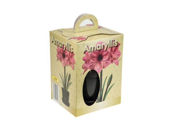 Grow Your Own Amaryllis Kit