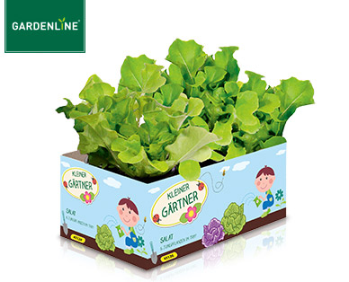 Gemüsepflanzen und Kräuter für Kinder