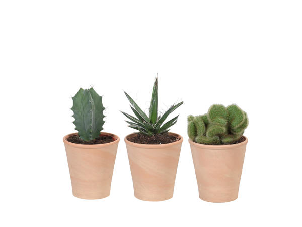 Kaktus i keramikkruka