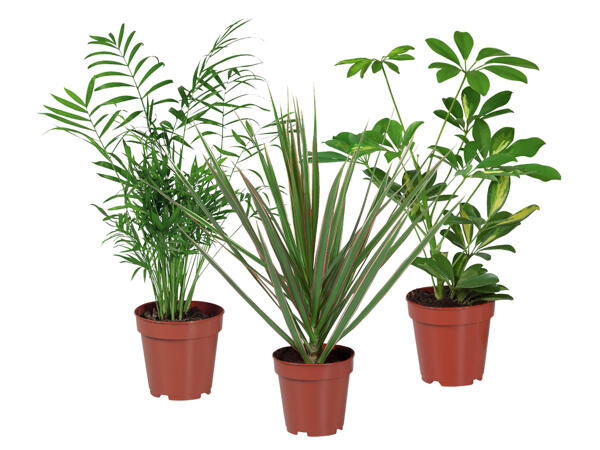 Green plants