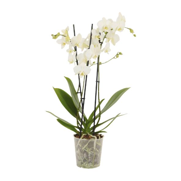 Orchidee Multi 3-tak