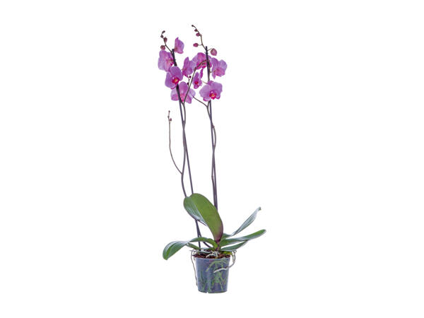 Phalaenopsis Maxi, 2 stems