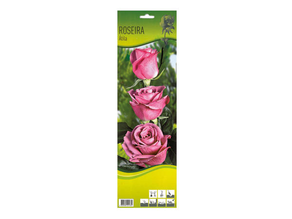 Roseira p/ Plantar