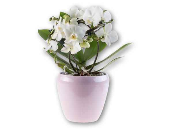 Orkidé i keramik