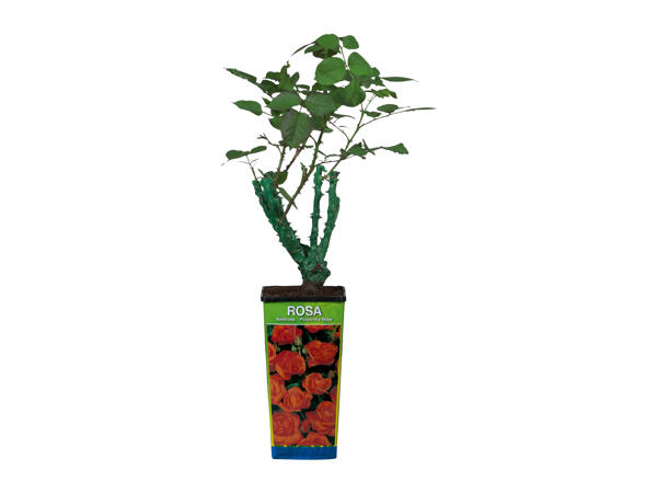 Roseira para Plantar em Vaso