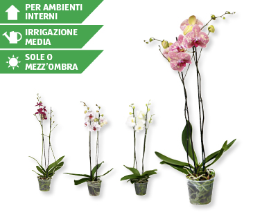 Phalaenopsis XXL GARDENLINE(R)