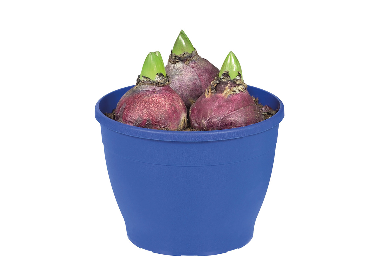Potted Hyacinth Bulbs in Colourful Pot1
