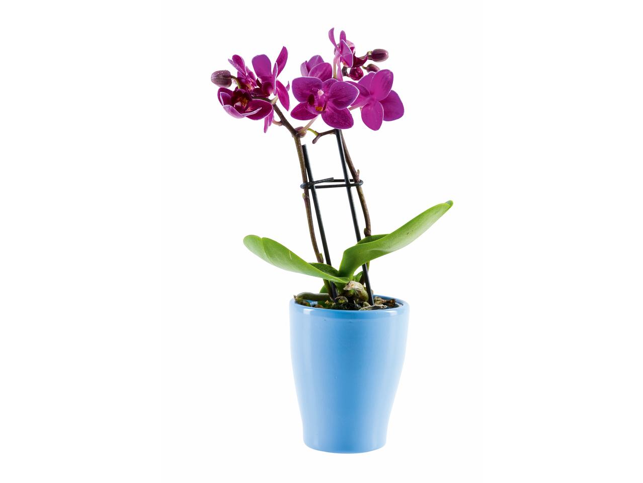 Mini-orchidée dans un pot en céramique