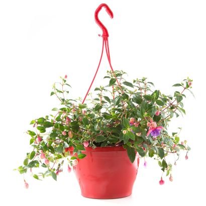Plant in hangpot