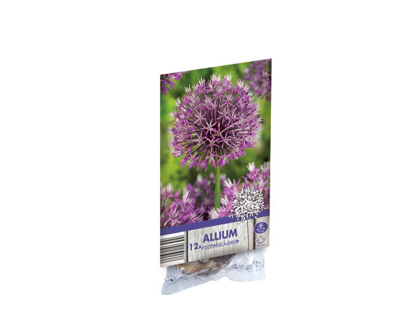 Bulbes d'Allium
