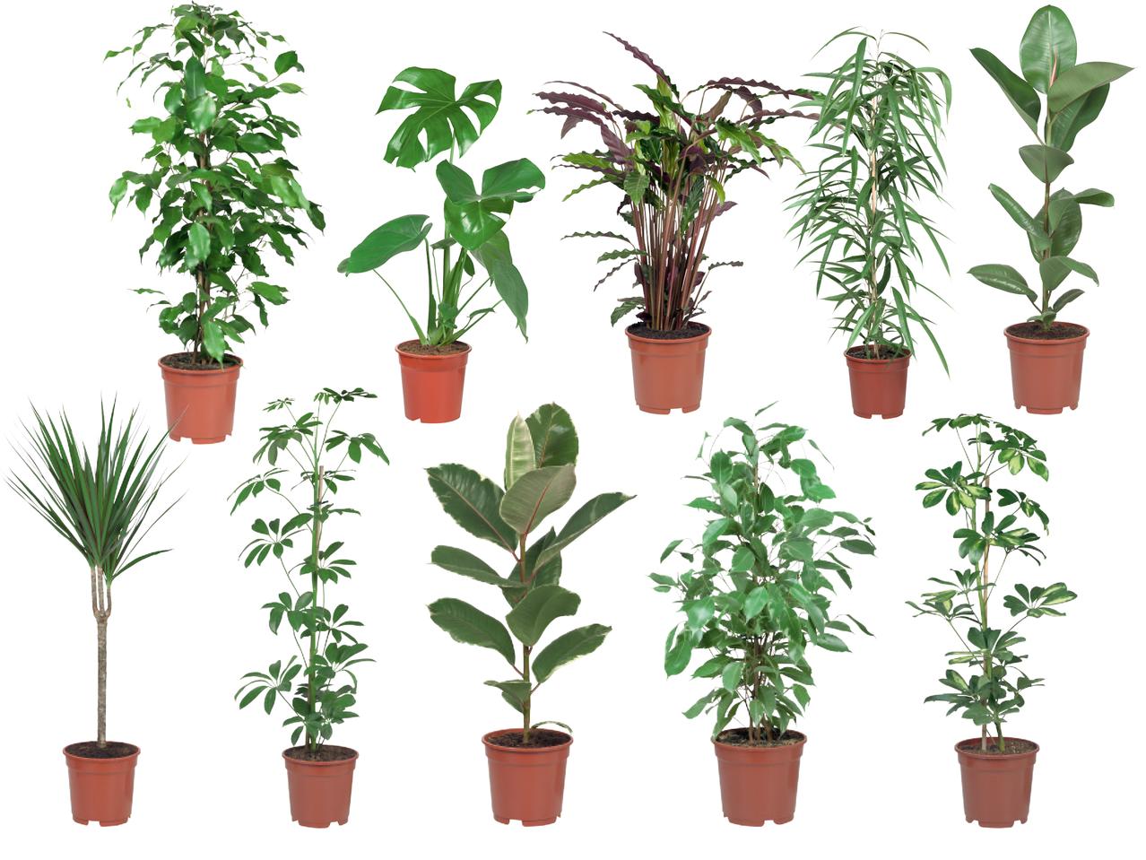 Lidl from Thursday a variety of 80cm houseplants for £4.99 : r ...