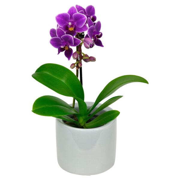 GARDENLINE(R) Mini-Orchidee im Topf
