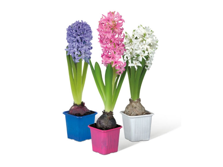 Potted Hyacinth Bulbs