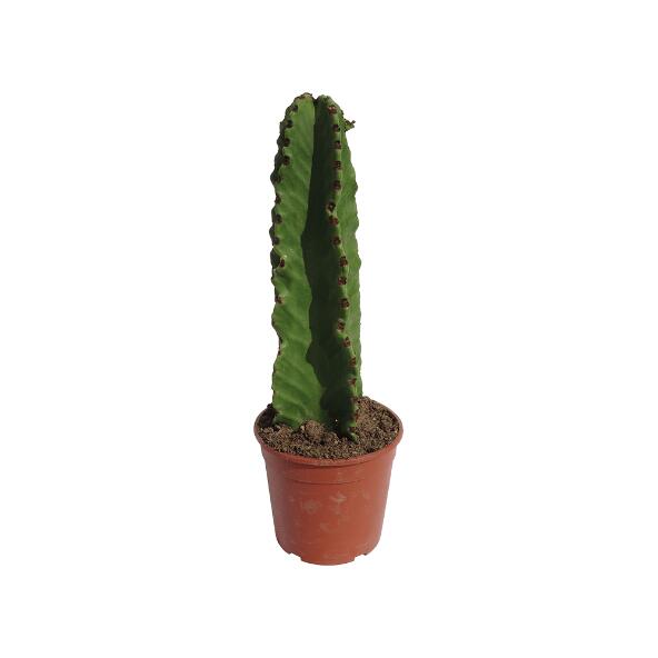 GARDENLINE(R) 				Cactus euphorbe