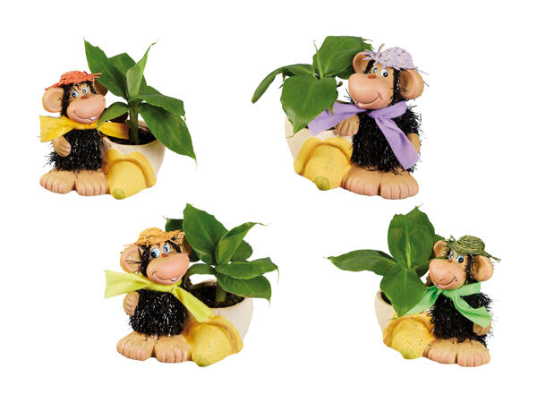 Banano in vaso di ceramica con scimmietta