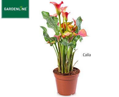 GARDENLINE(R) Exotische Blühpflanze