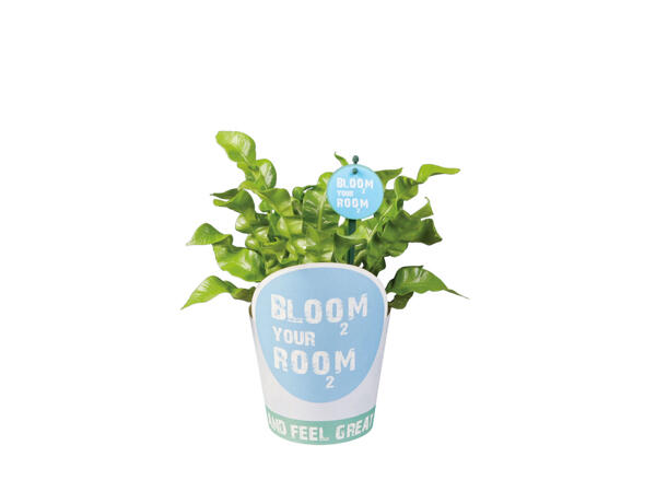 Mix 'Bloom your Room' V12