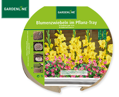 GARDENLINE(R) Blumenzwiebeln im Pflanz-Tray