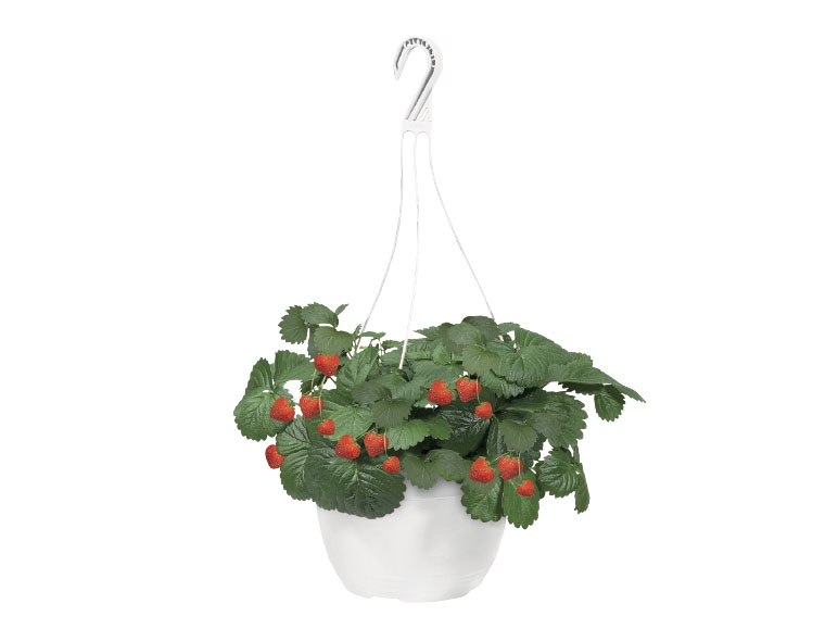 Strawberry Plant in Hanging Basket
