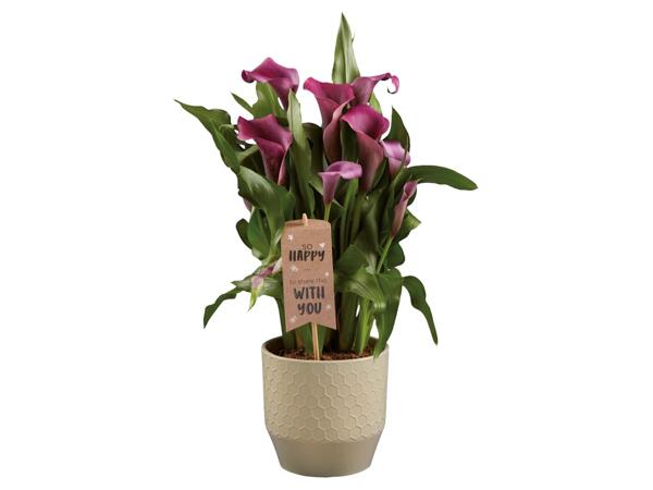 Mother's Day Calla Lily