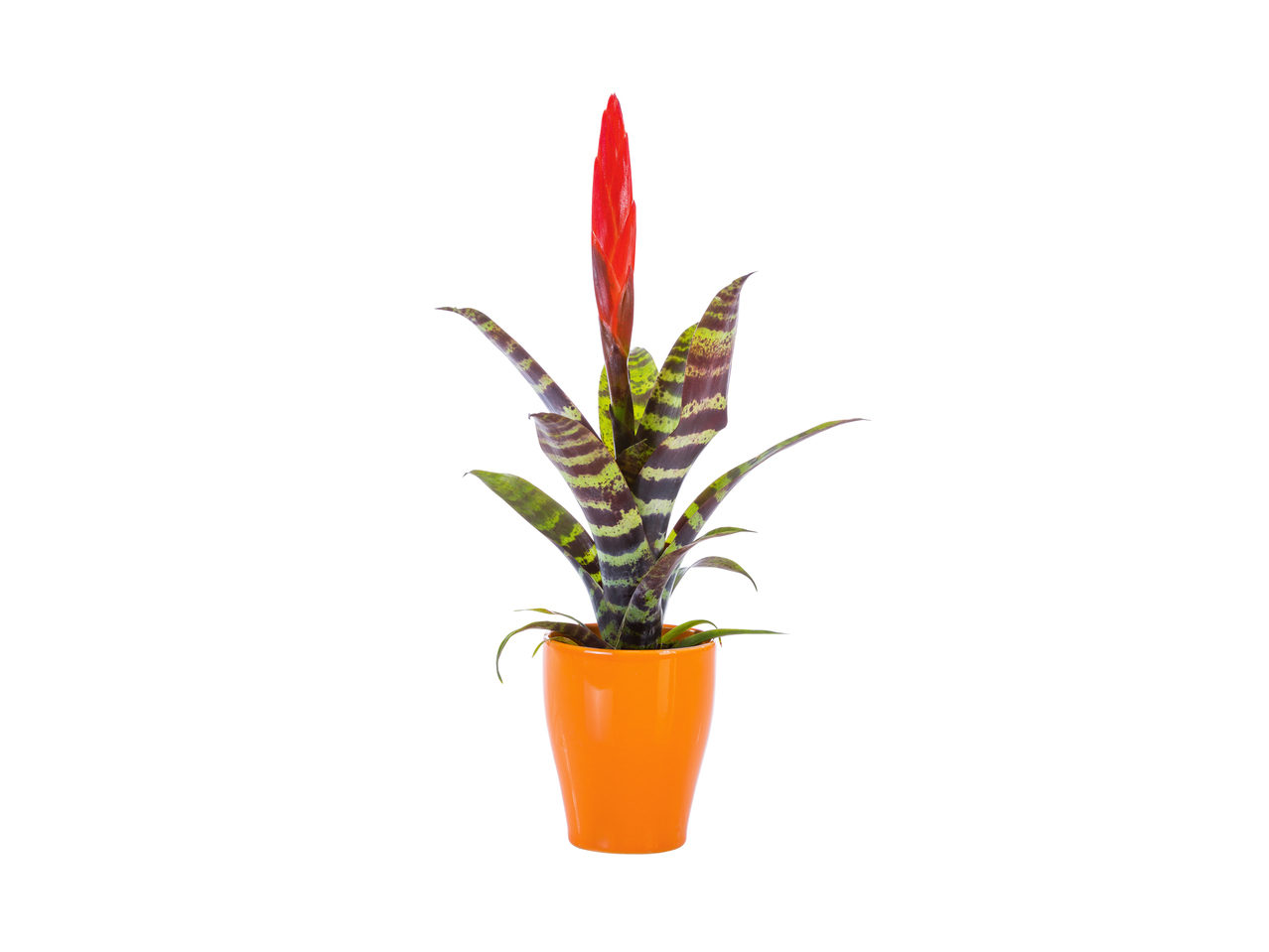 Mini-plante à fleurs dans un pot en céramique