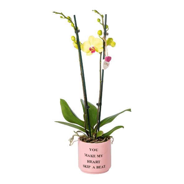 Orchidée de la Saint-Valentin