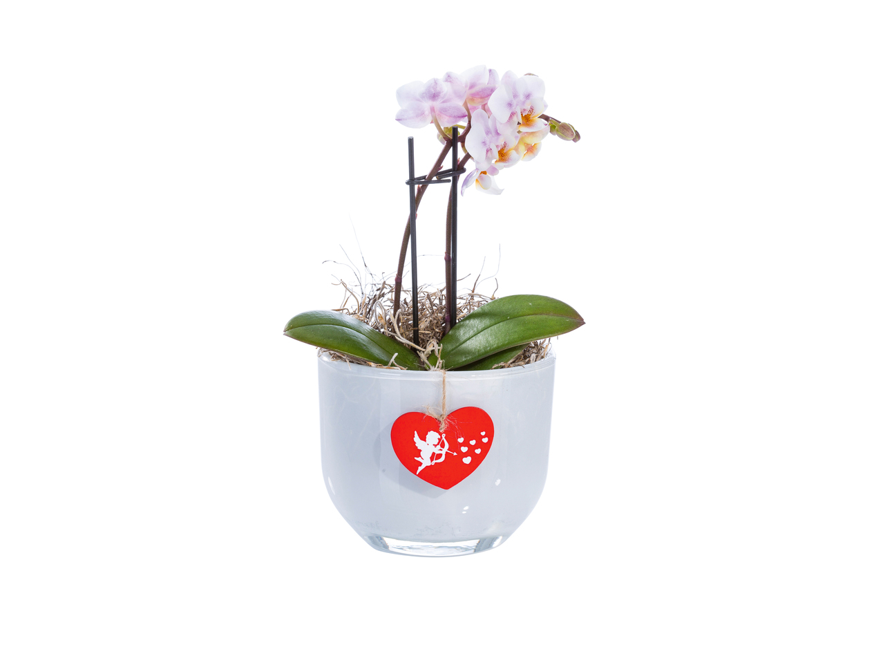 Mini-orchidee in glas