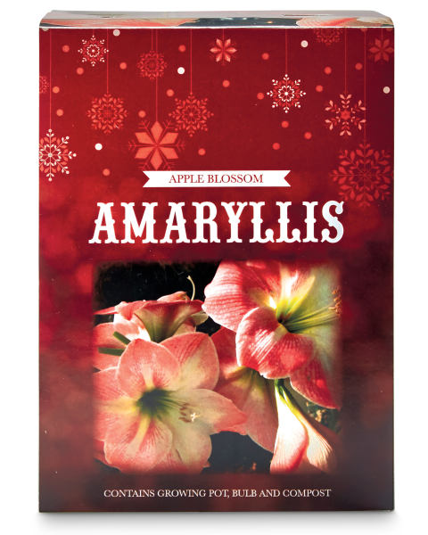 Apple Blossom Amaryllis Gift Box