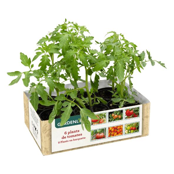 GARDENLINE(R) 				6 plants de tomates "anciennes"