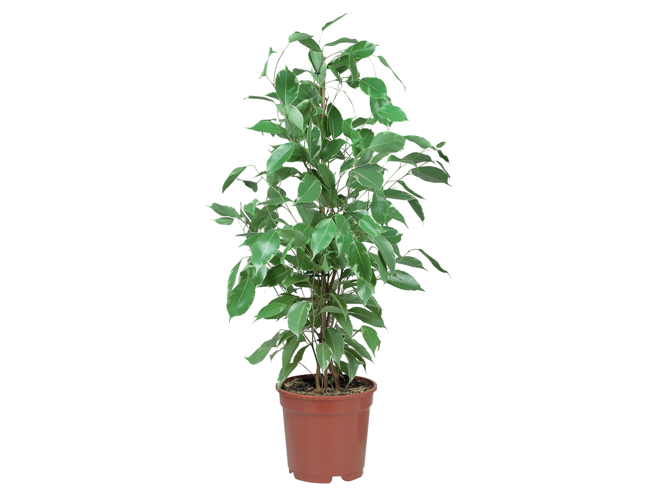Plantas Variadas Vaso 17 cm
